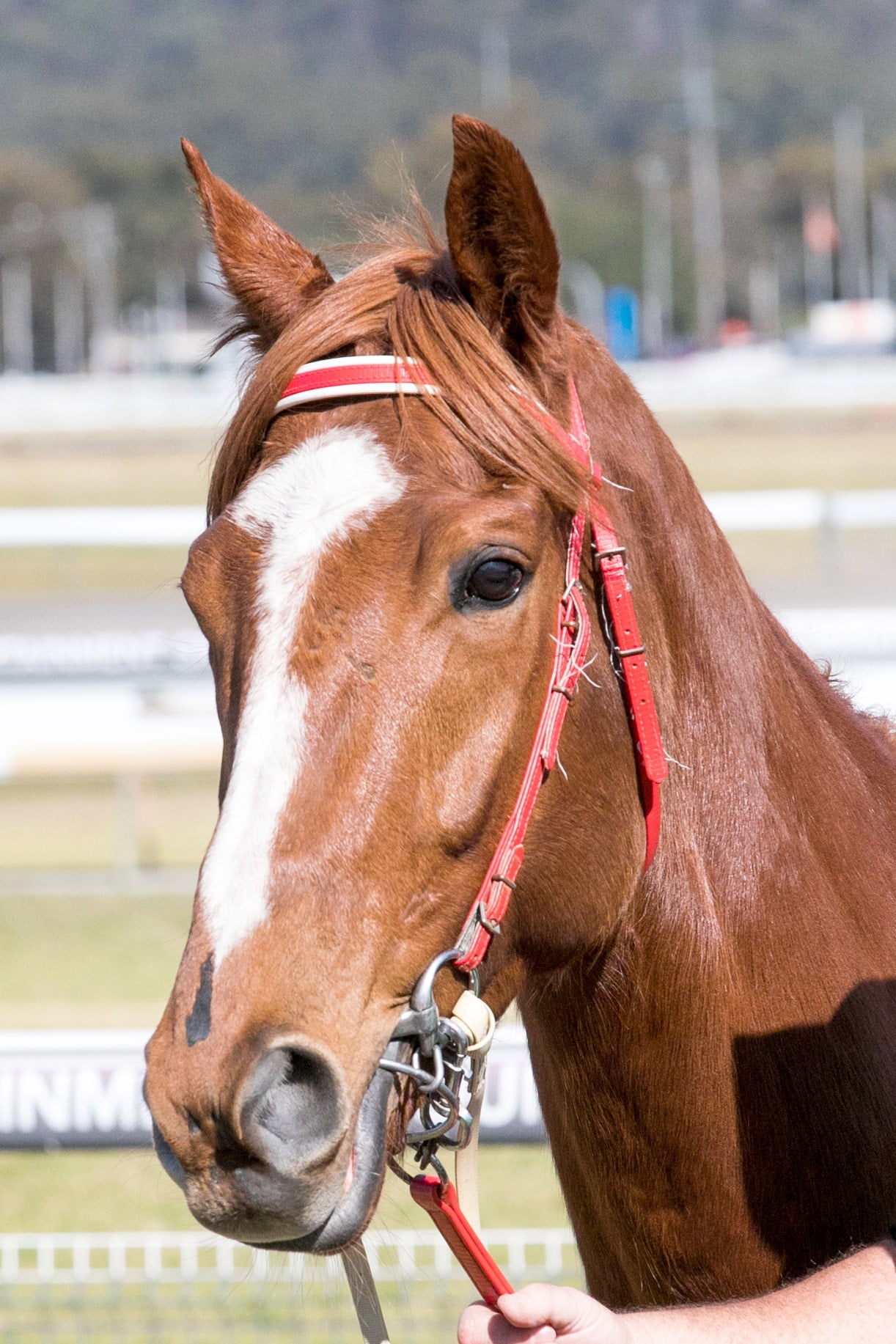 The Entrance Leagues Club Raceday